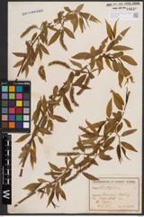 Foto von Salix fragilis L.